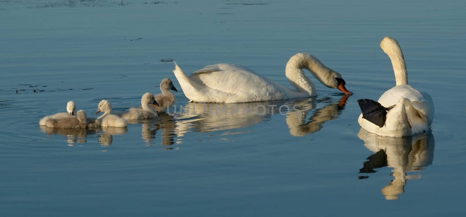 After a wea,the swan father joined his family in a relaxed manner and they swam back together to their nest on an island. Taken on a June evening on the Neckar River.