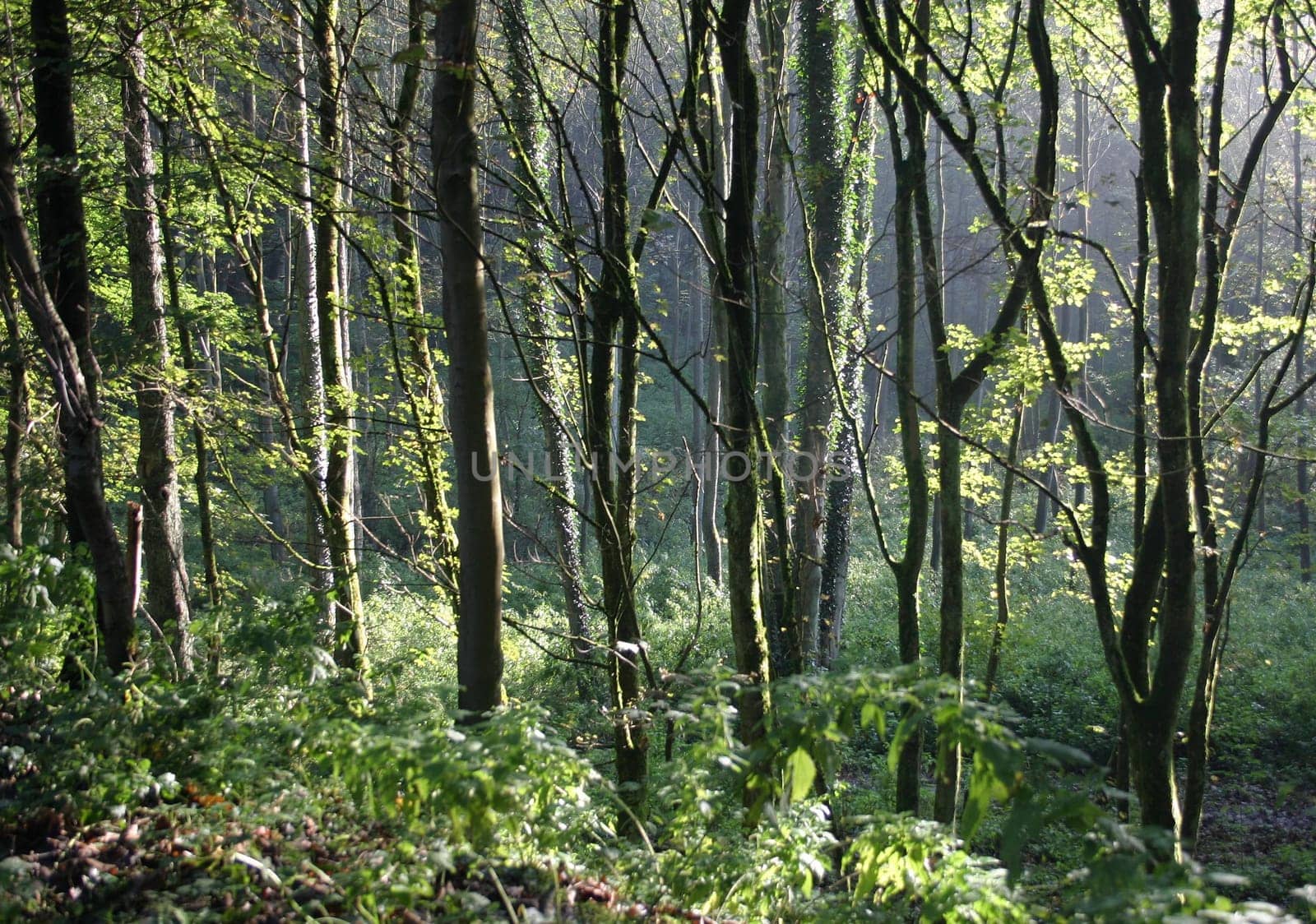 Forest mood