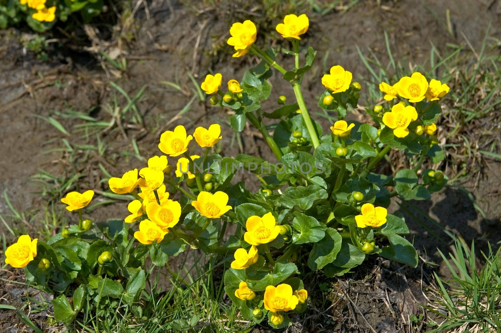 Marsh yolk flower Caltha palustris