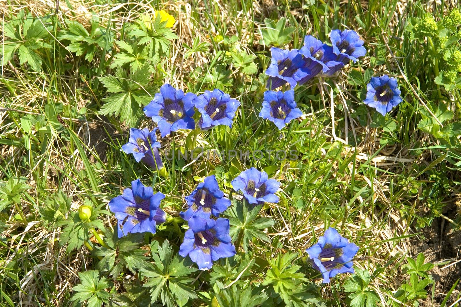 Clusius Gentian Gentiana clusii