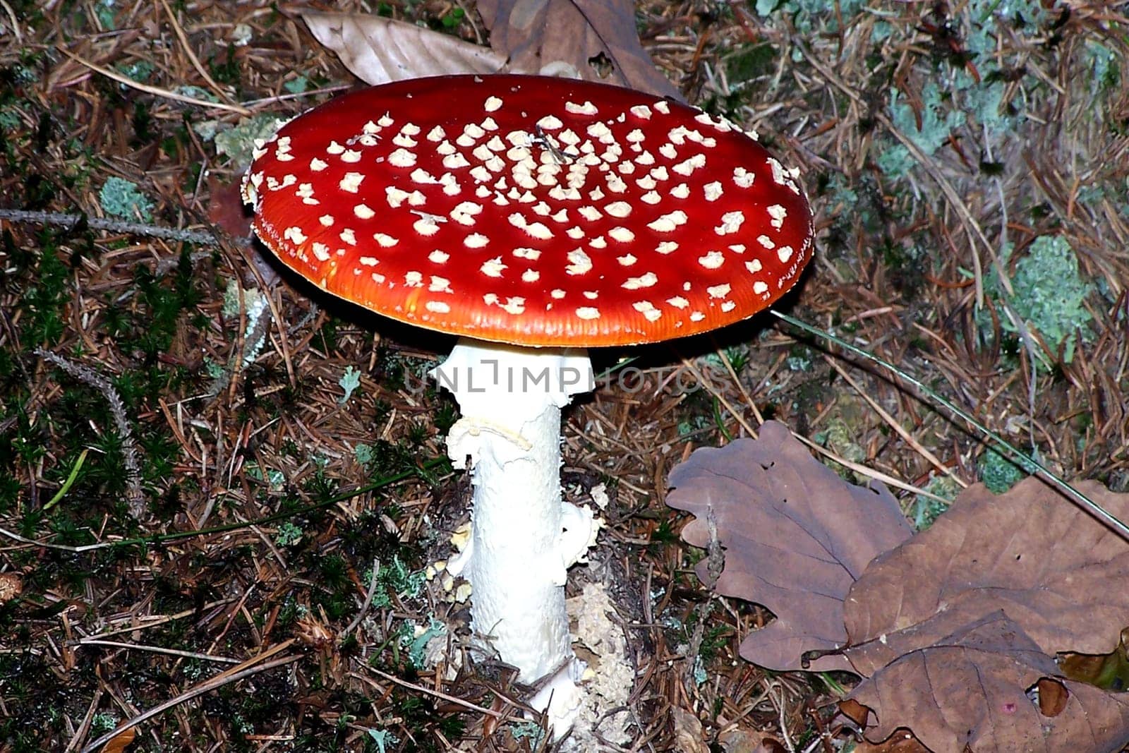 Fly agaric