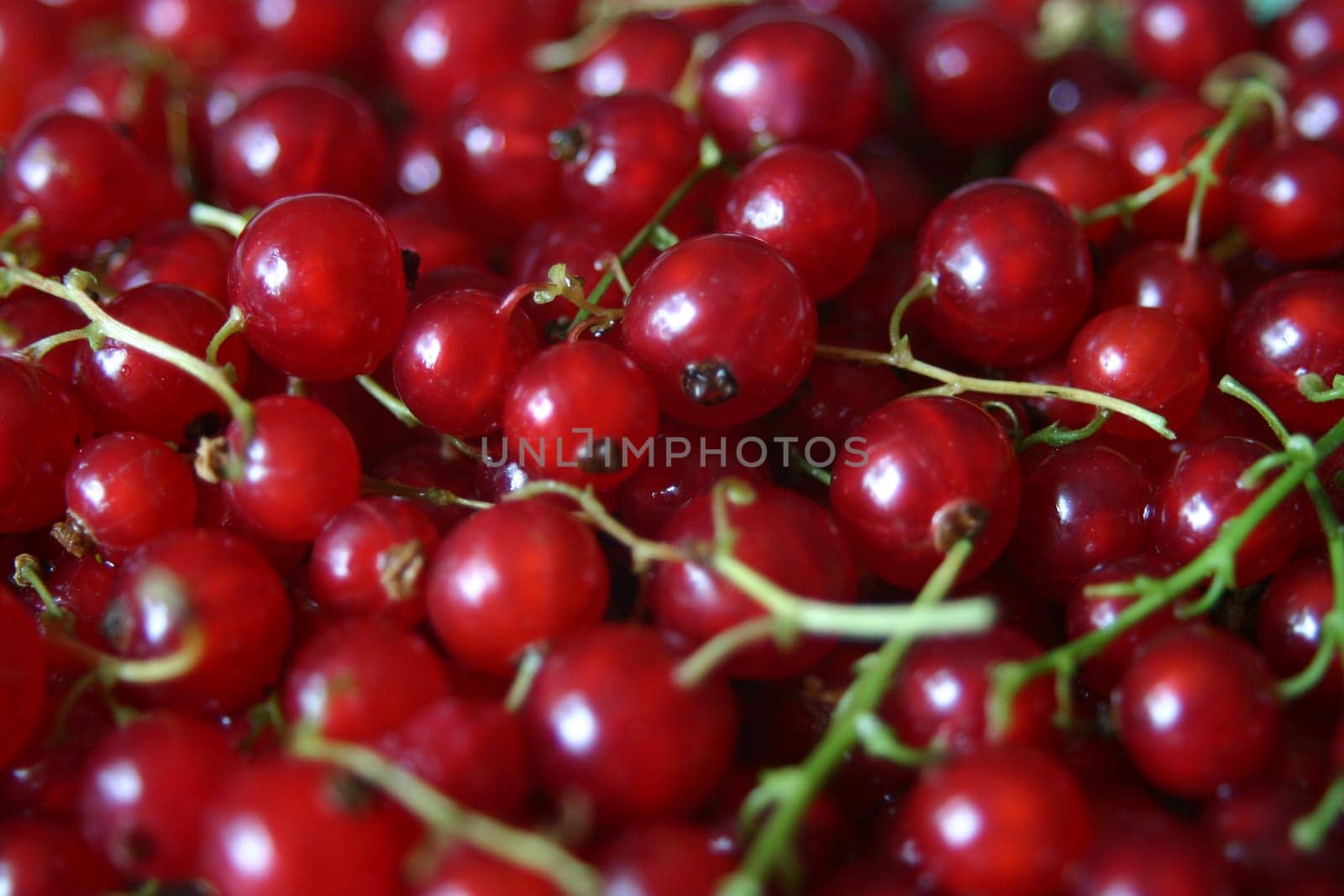 Red currants