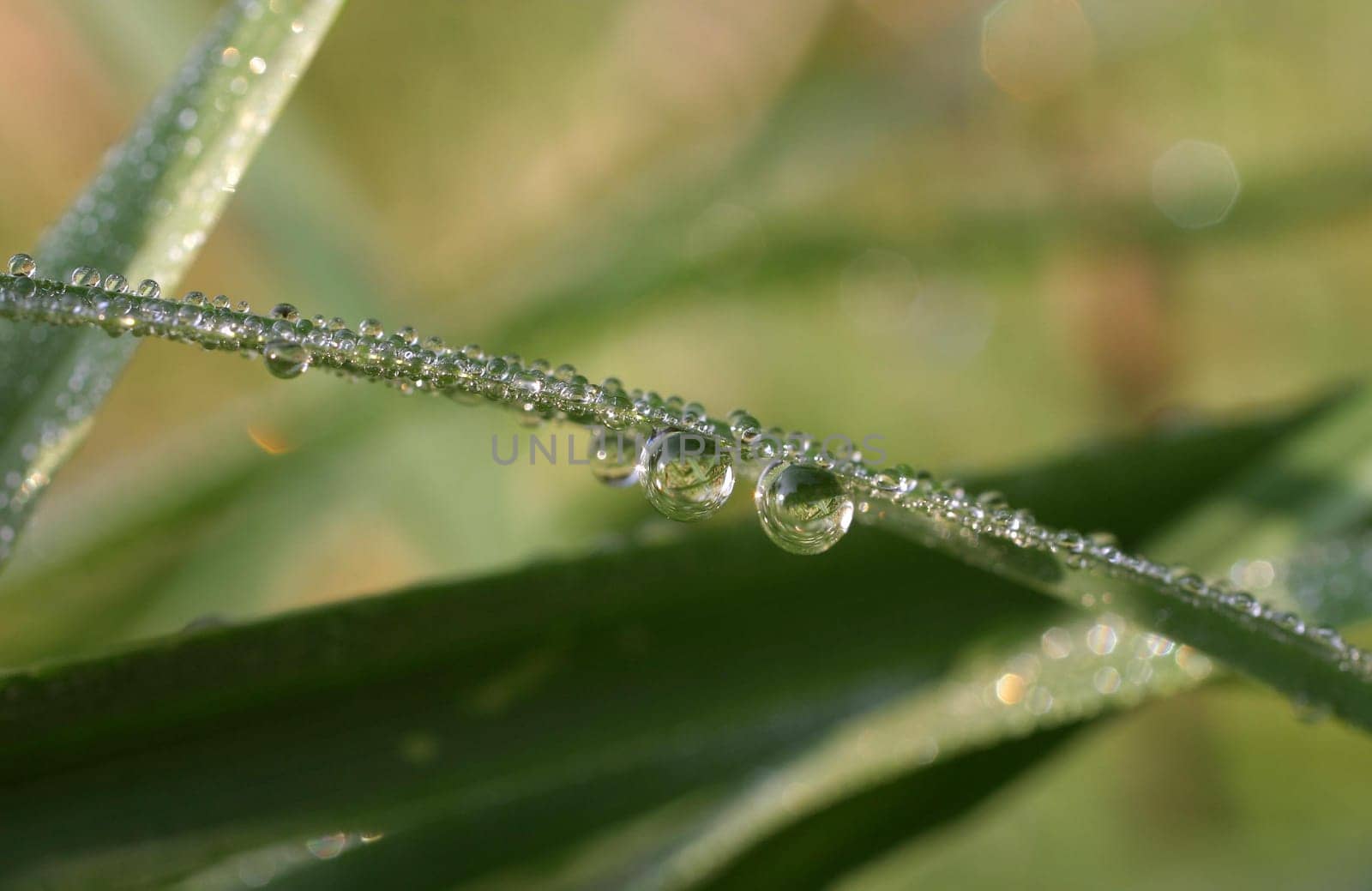 Drop