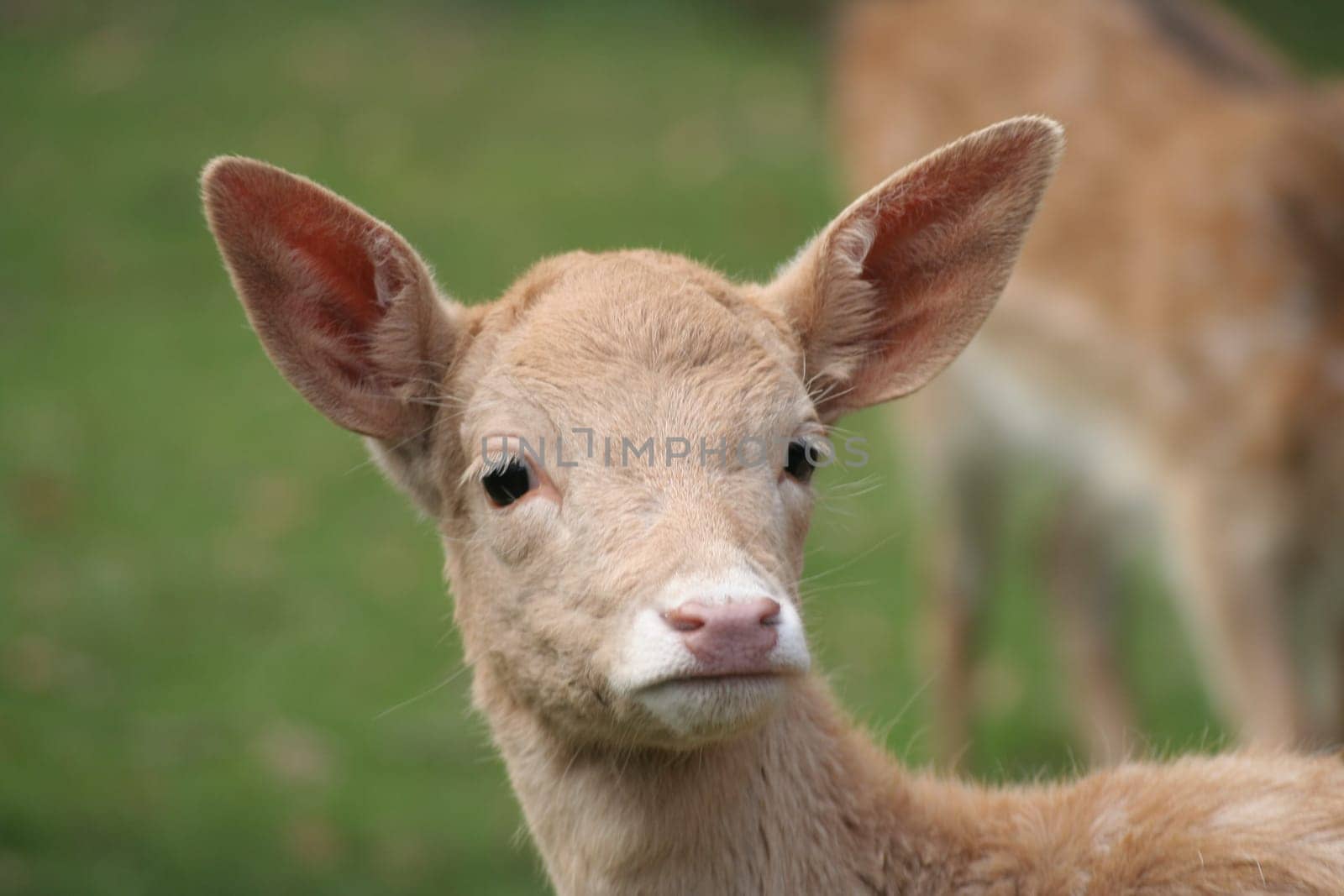 Rudolf with the red nose