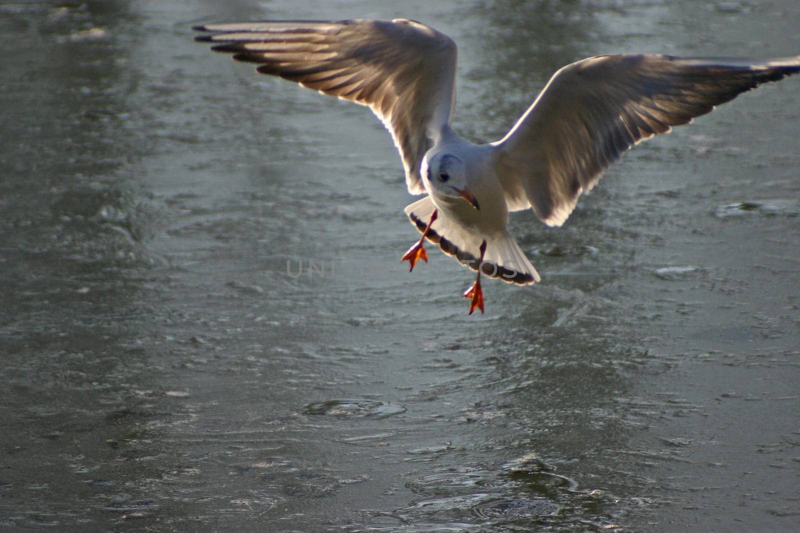 The pictures were taken on a largely frozen small lake in Schönbusch Park in Aschaffenburg,Bavaria.