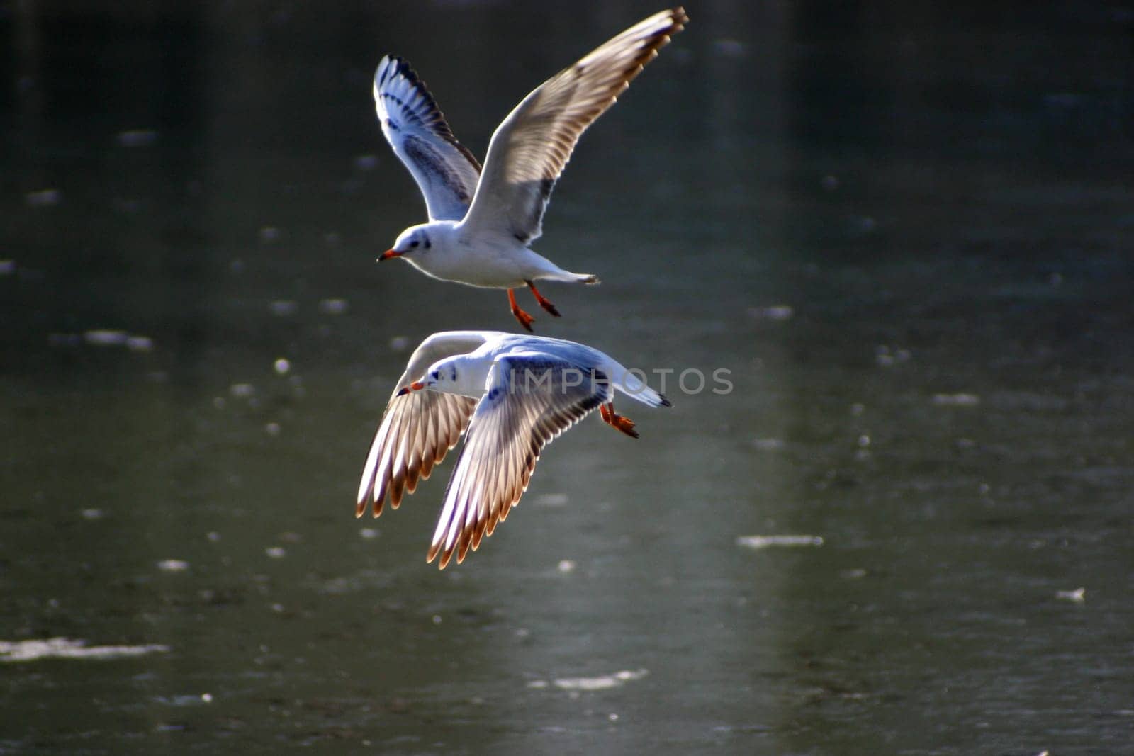 The pictures were taken on a largely frozen small lake in Schönbusch Park in Aschaffenburg,Bavaria.