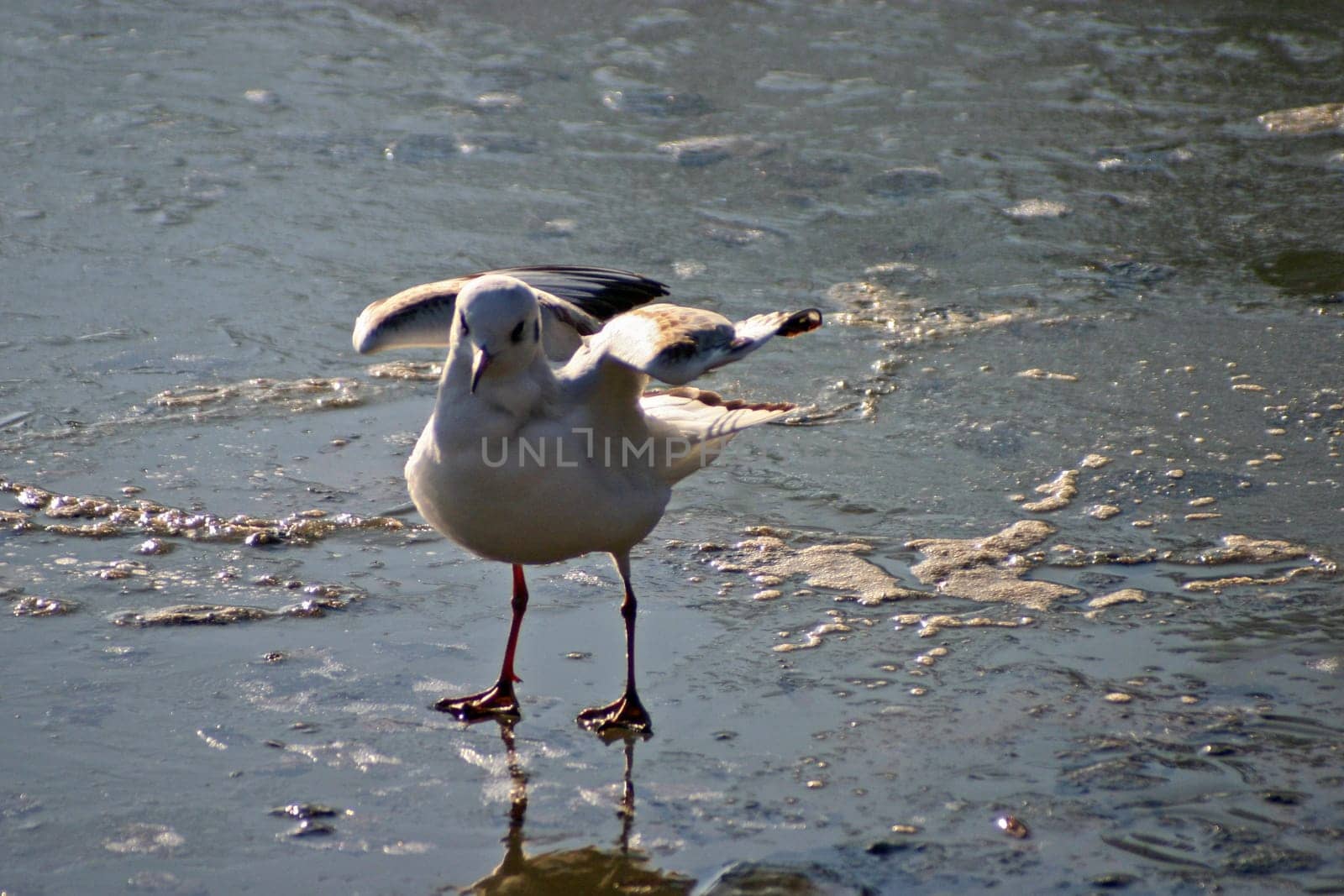The pictures were taken on a largely frozen small lake in Schönbusch Park in Aschaffenburg,Bavaria.