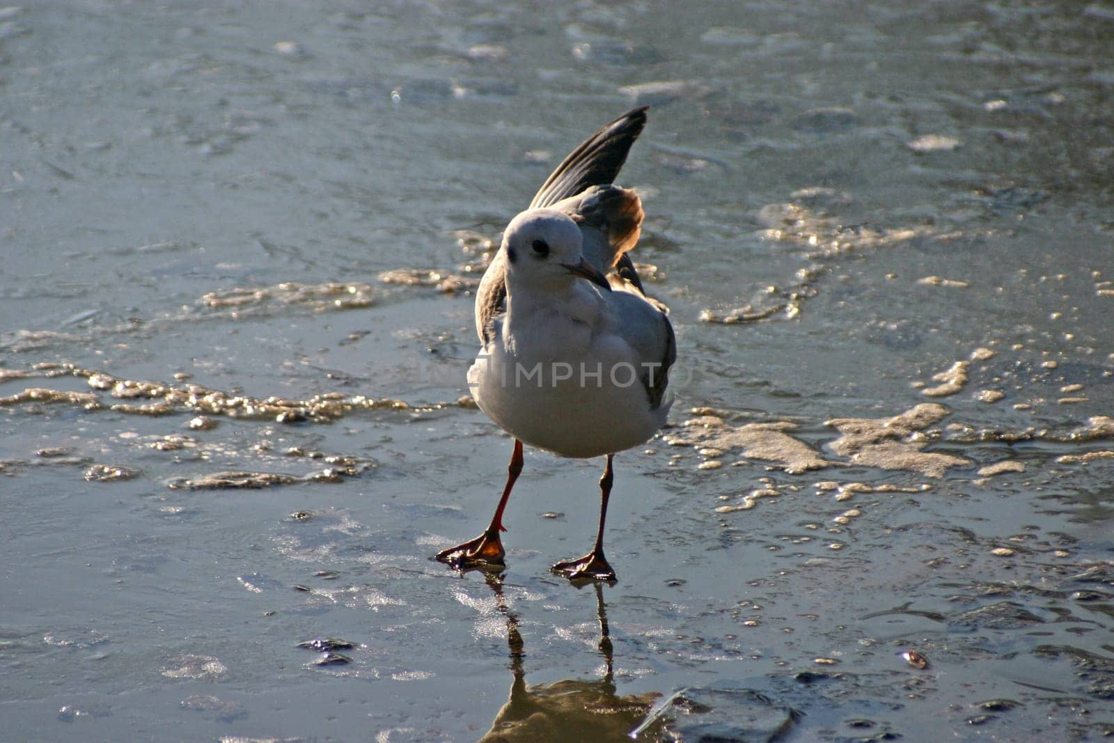 The pictures were taken on a largely frozen small lake in Schönbusch Park in Aschaffenburg,Bavaria.