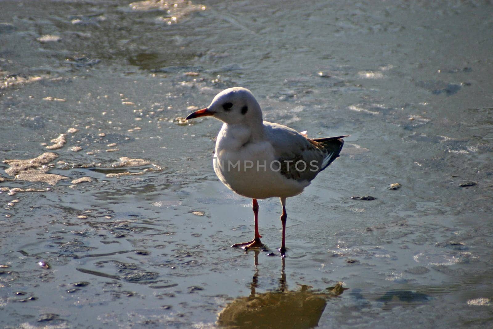 The pictures were taken on a largely frozen small lake in Schönbusch Park in Aschaffenburg,Bavaria.
