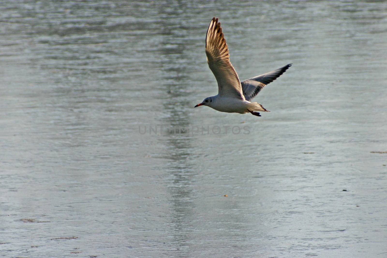 The pictures were taken on a largely frozen small lake in Schönbusch Park in Aschaffenburg,Bavaria.