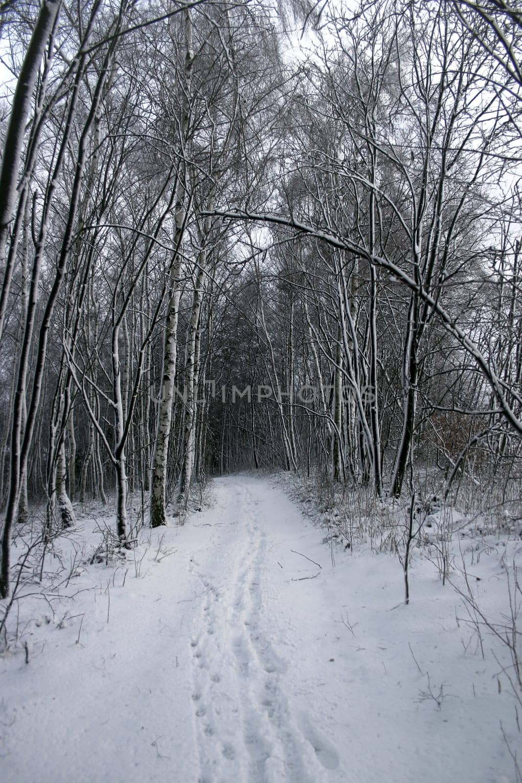 Tracks in the snow in a forest path in Selb