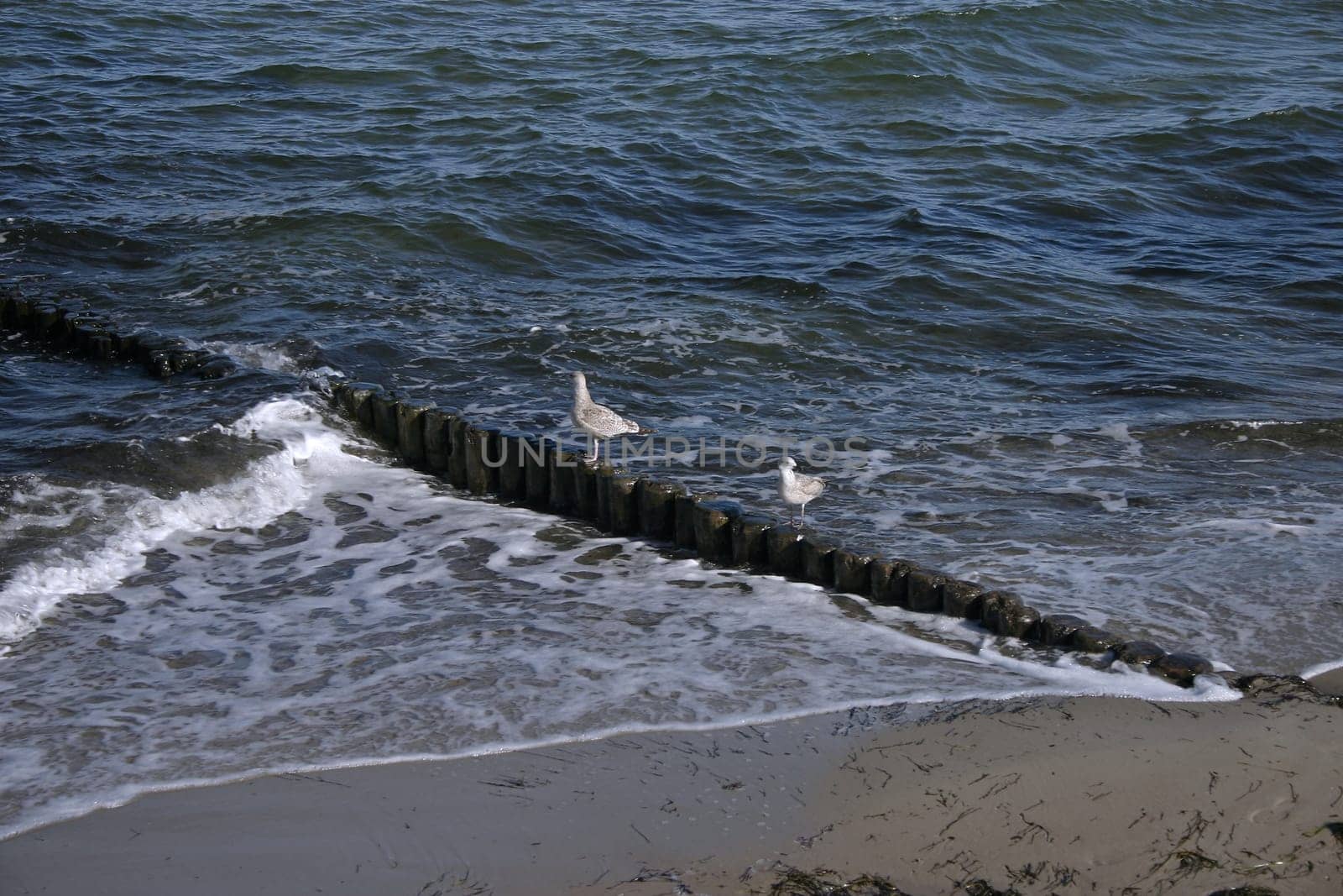 Seagulls on the Baltic Sea near Kühlungsborn