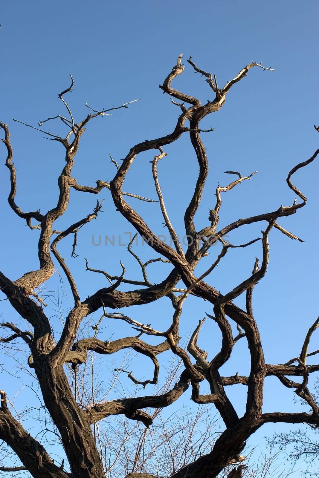 Tree corpse