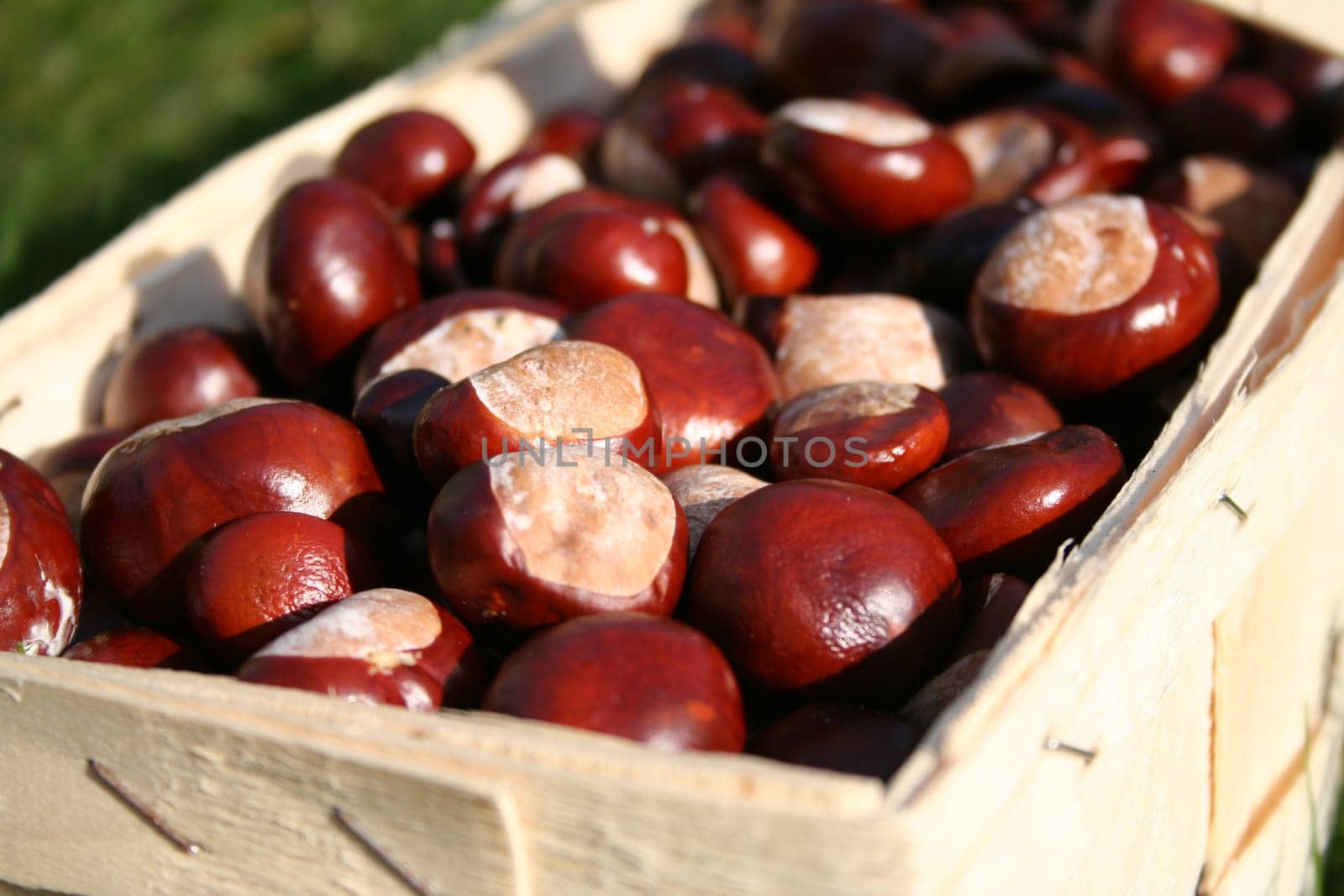 Chestnuts 2