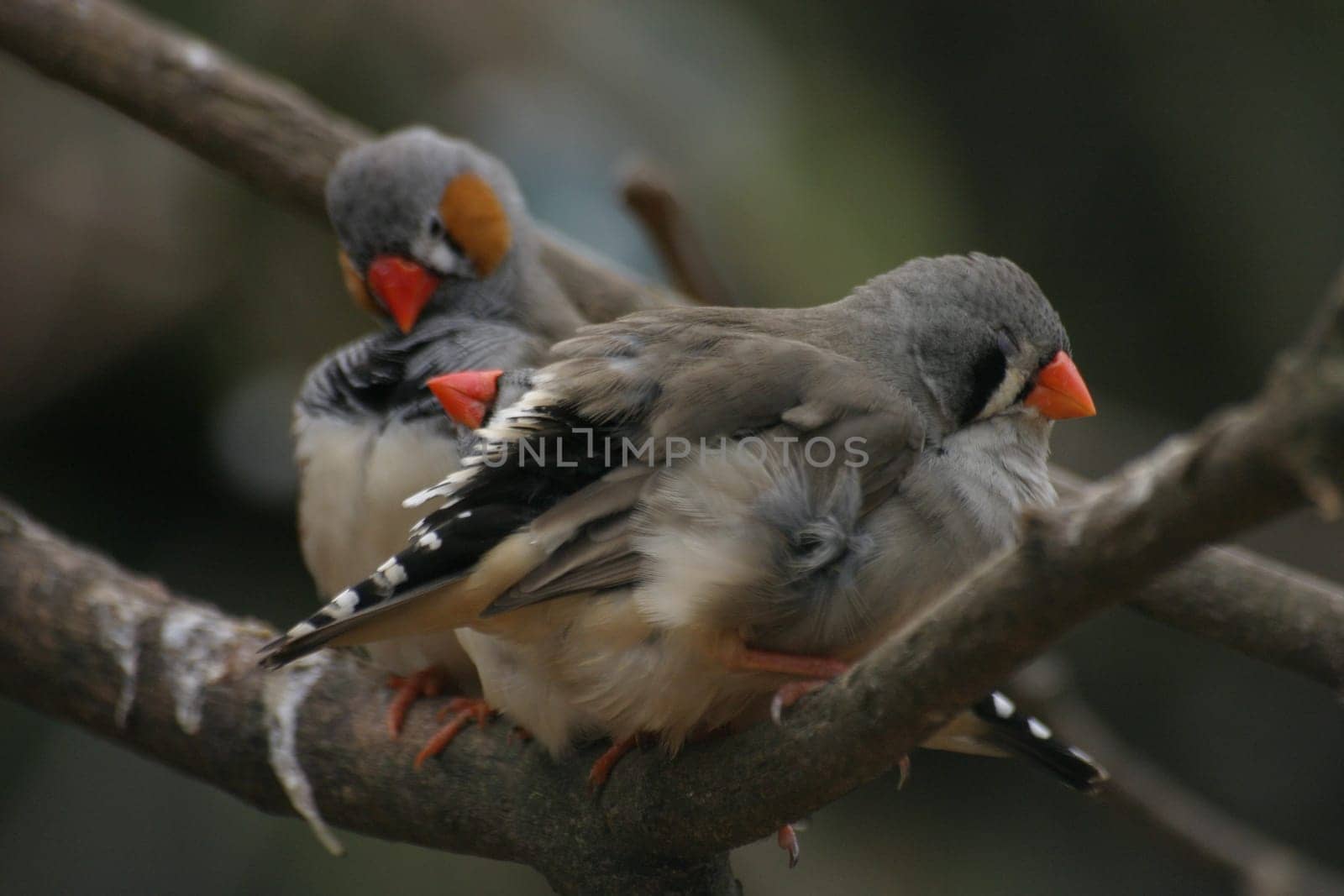 Zebra finches