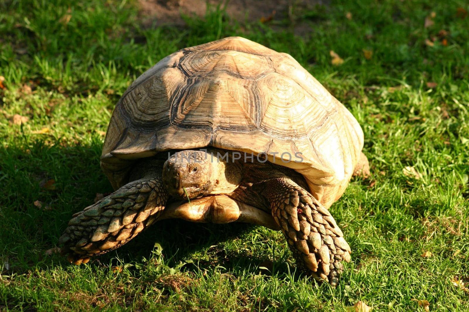 ... For the first time in my life I meet this primeval animal,it's impressive!!!