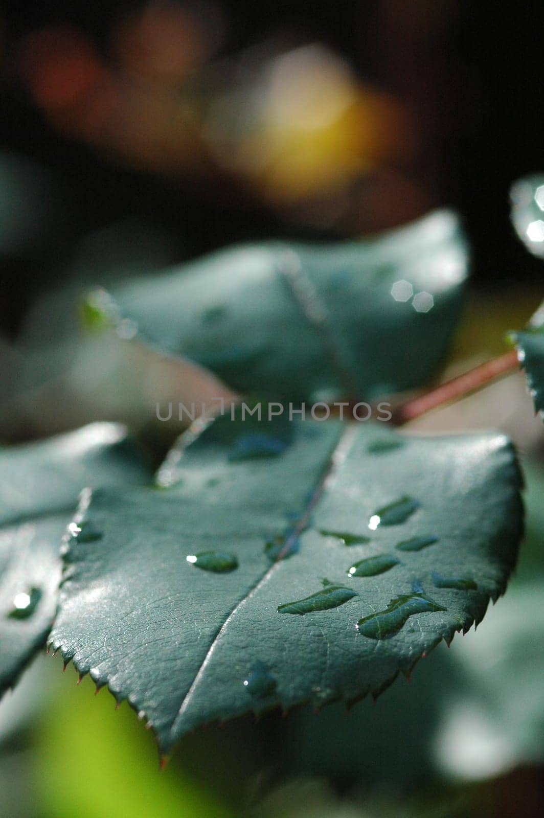 Rain Leaf