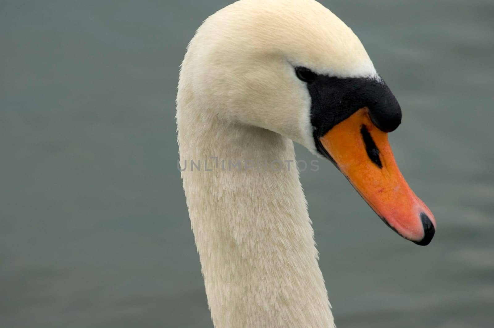 Mute swan Cygnus olor