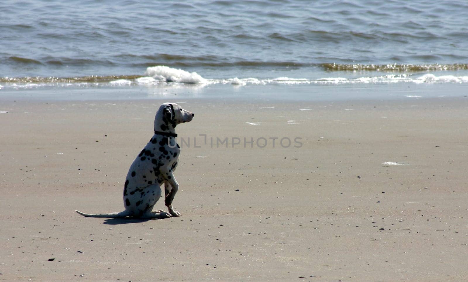 Dalmatian