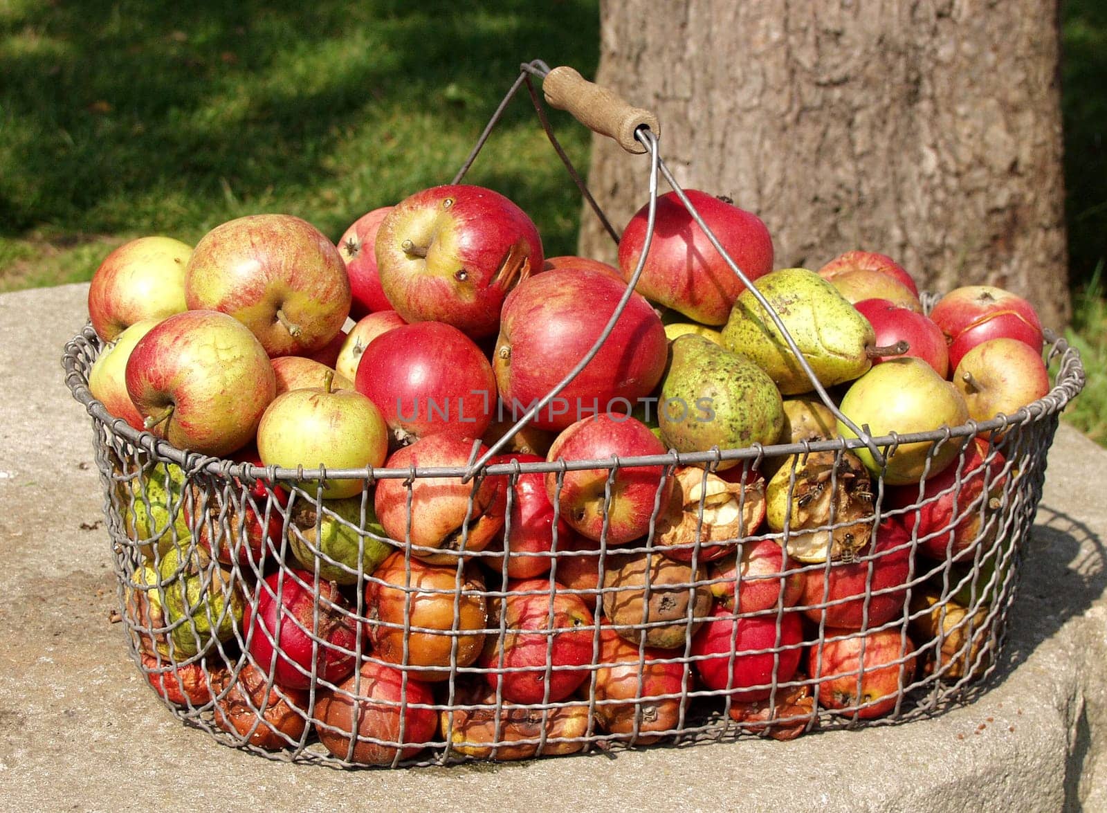 Apple basket