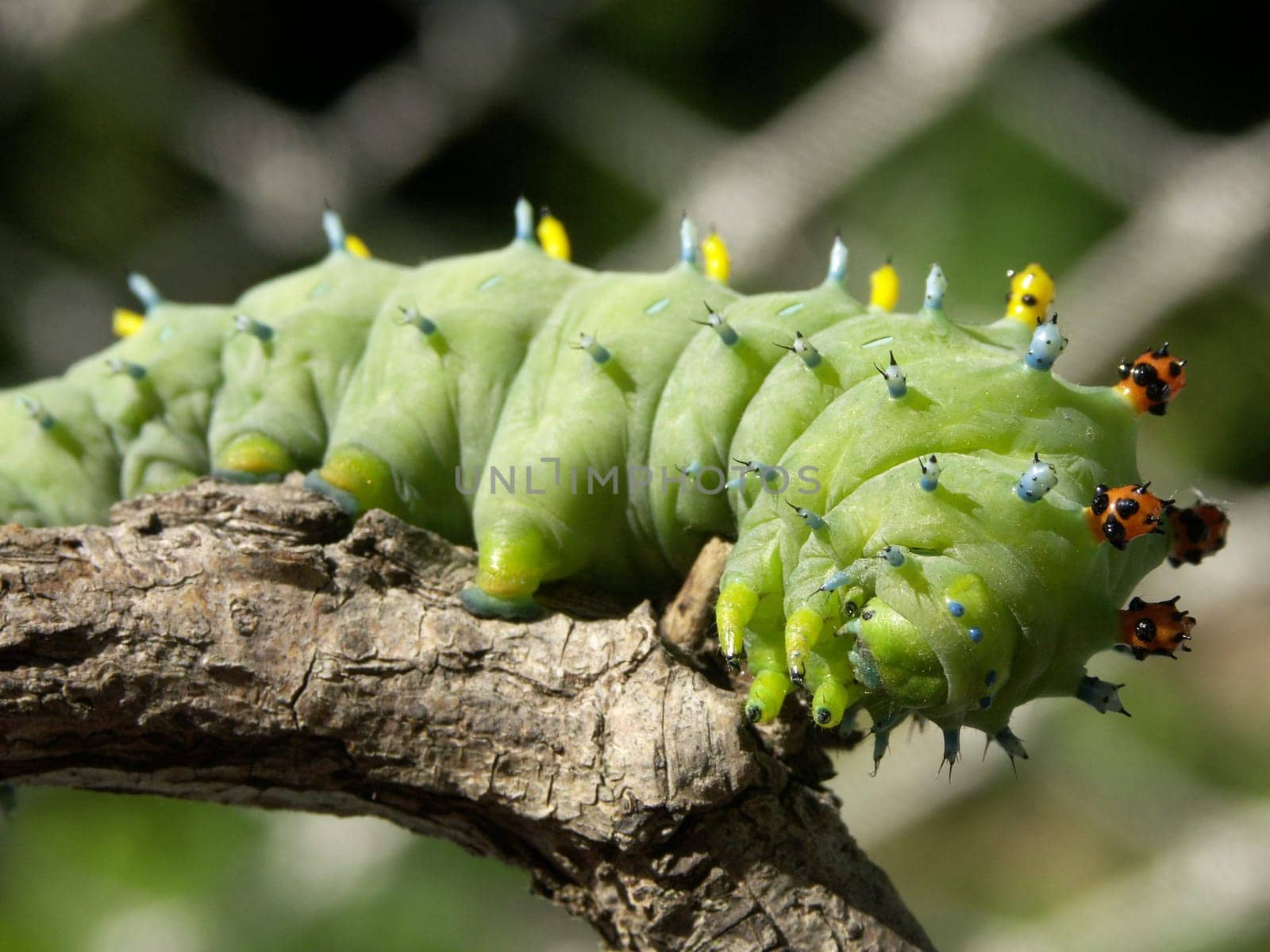 We saw this "giant caterpillar"" in August of this year in the Finger Lakes region in the US state of New York / Pennsylvania. Unfortunately no idea what kind of caterpillar / animal this is. Does anyone know anything about this? I would be interested. The caterpillar was approx."