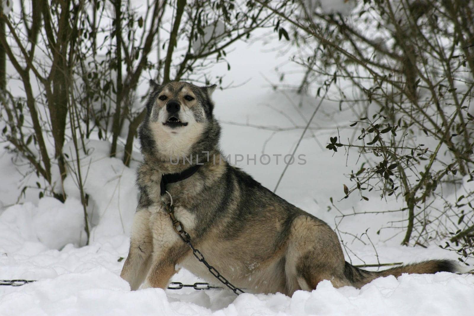 Husky