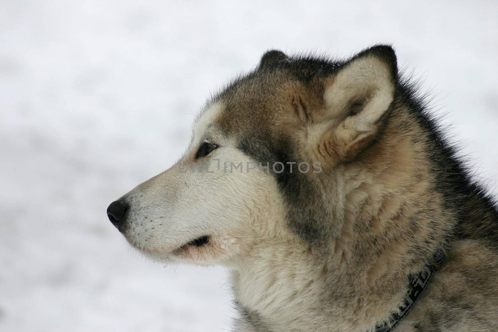 Schliitenhund