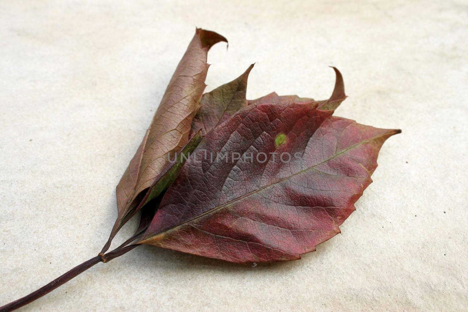 Autumn leaf