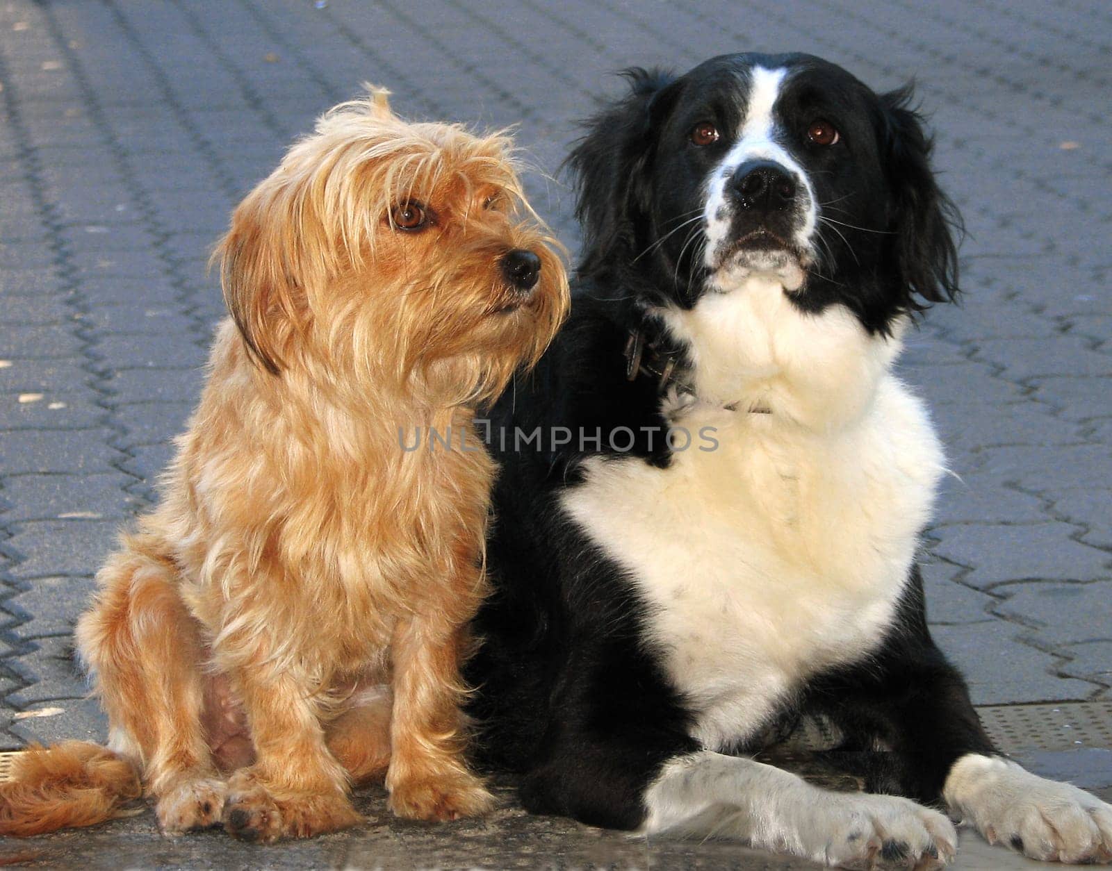 Very patiently and well-behaved,they wait in front of the shop.