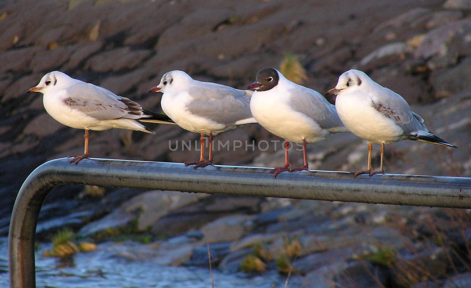 Four Friends