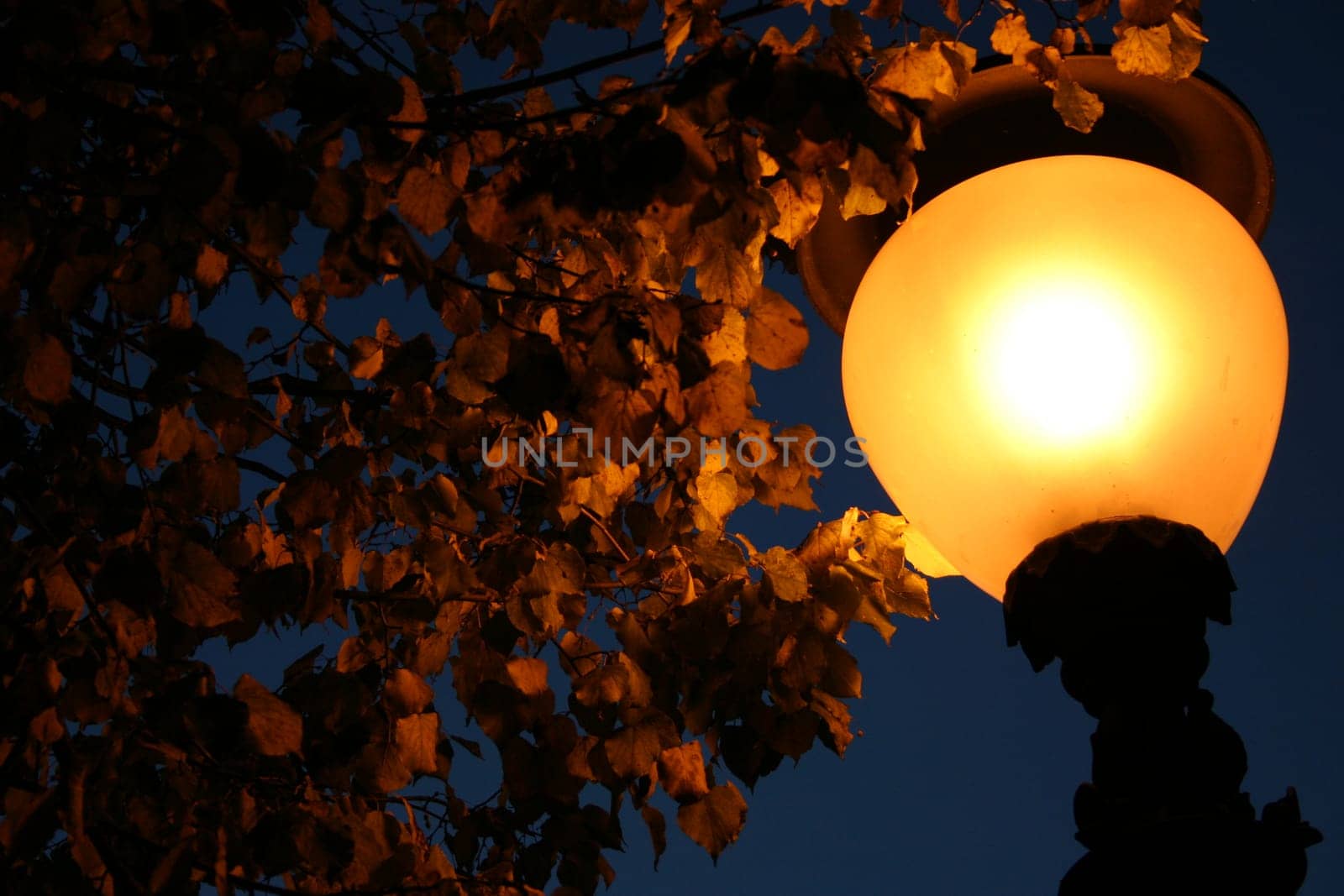 Bright autumn