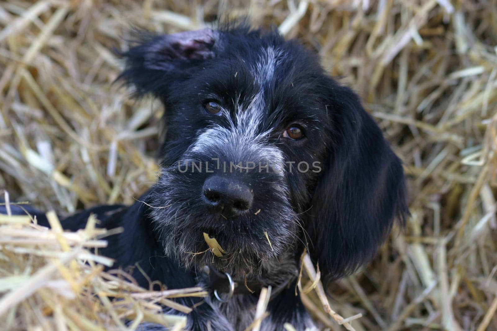 Vole dog