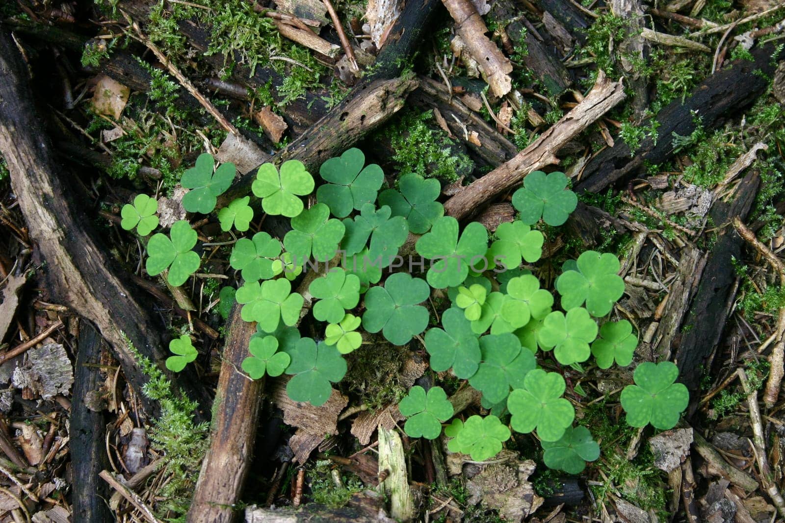 green clover