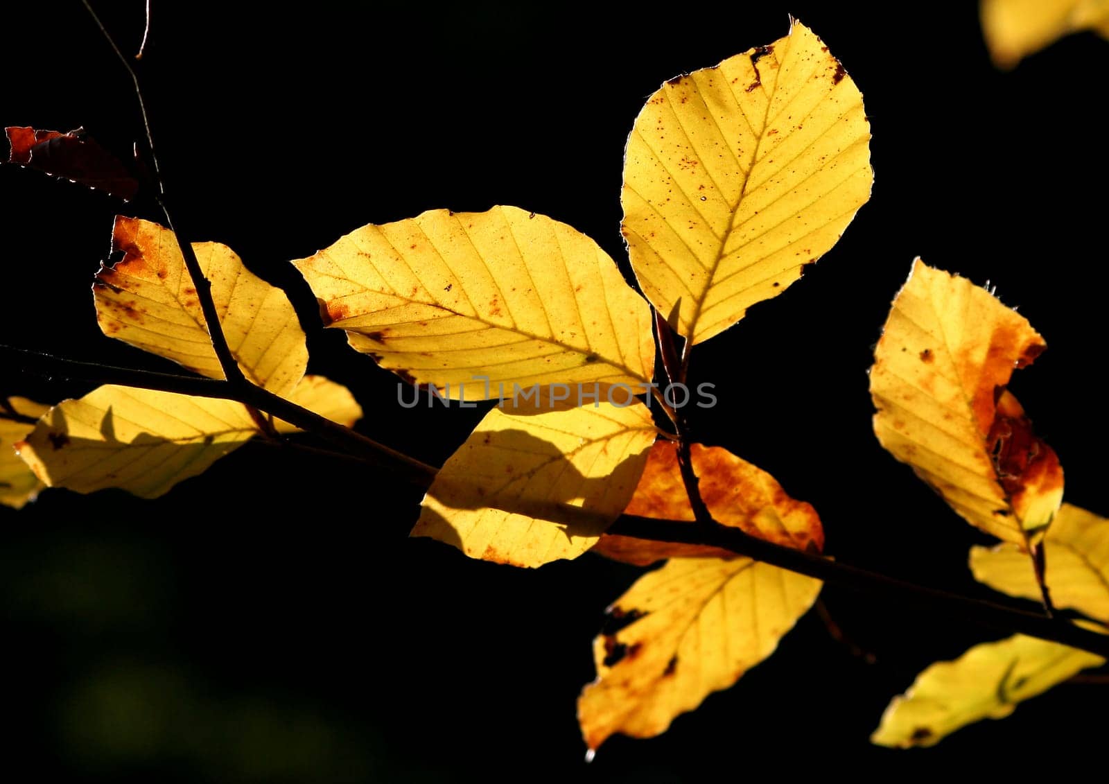 Leaves