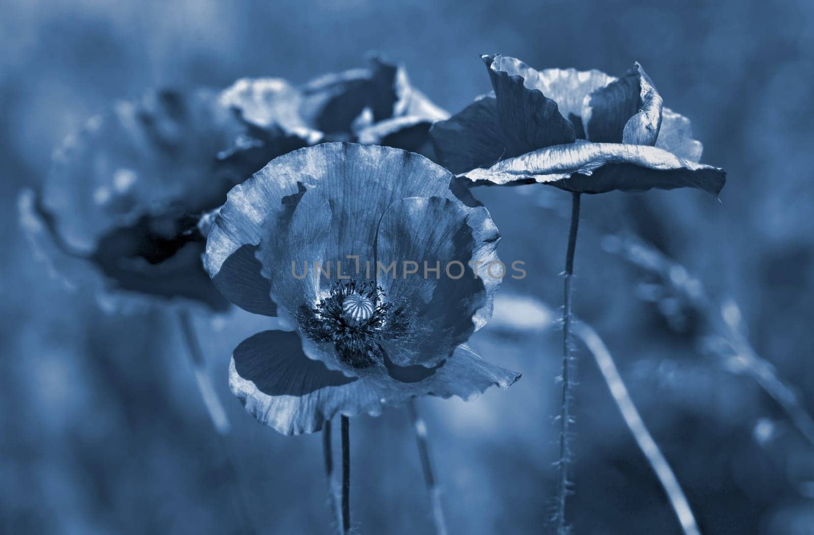 Poppy seeds with a difference. I think it's a matter of taste,but I was tempted to give the poppy seeds a slightly different touch :-)