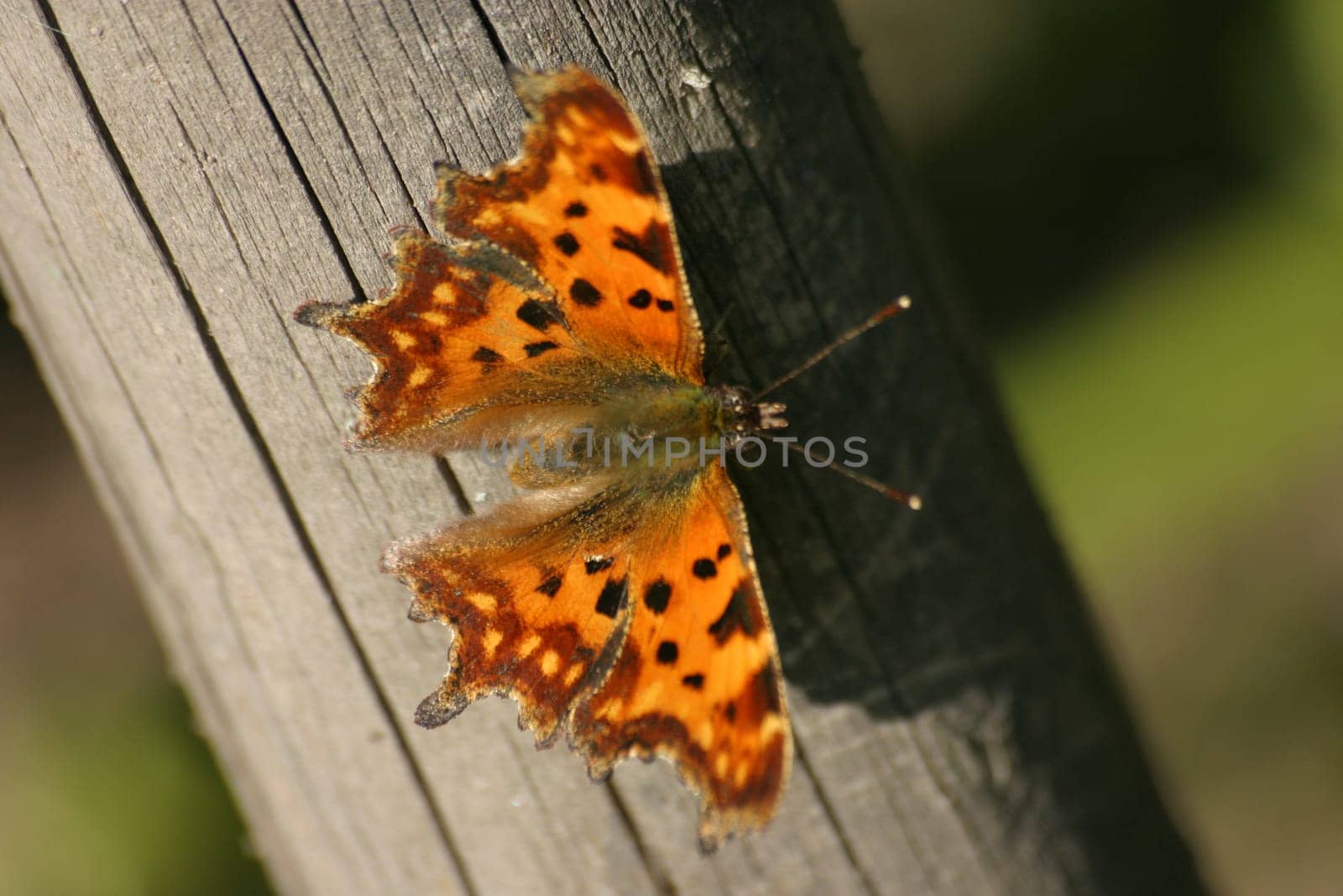 Comma