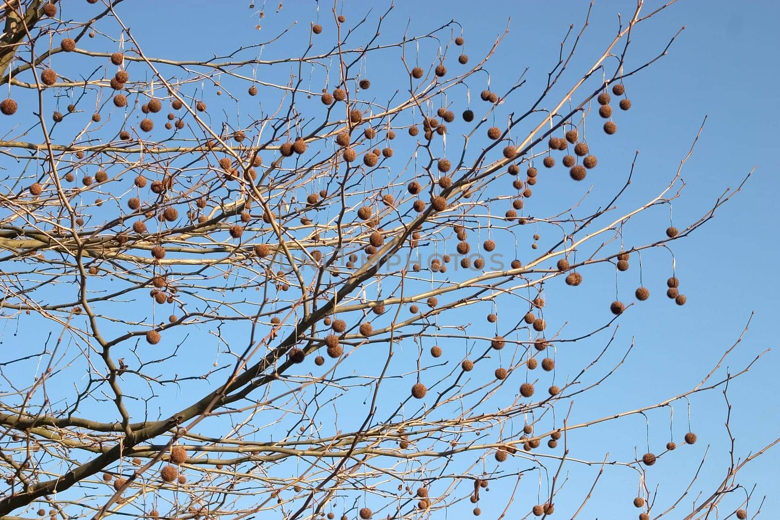 Tree fruits 02