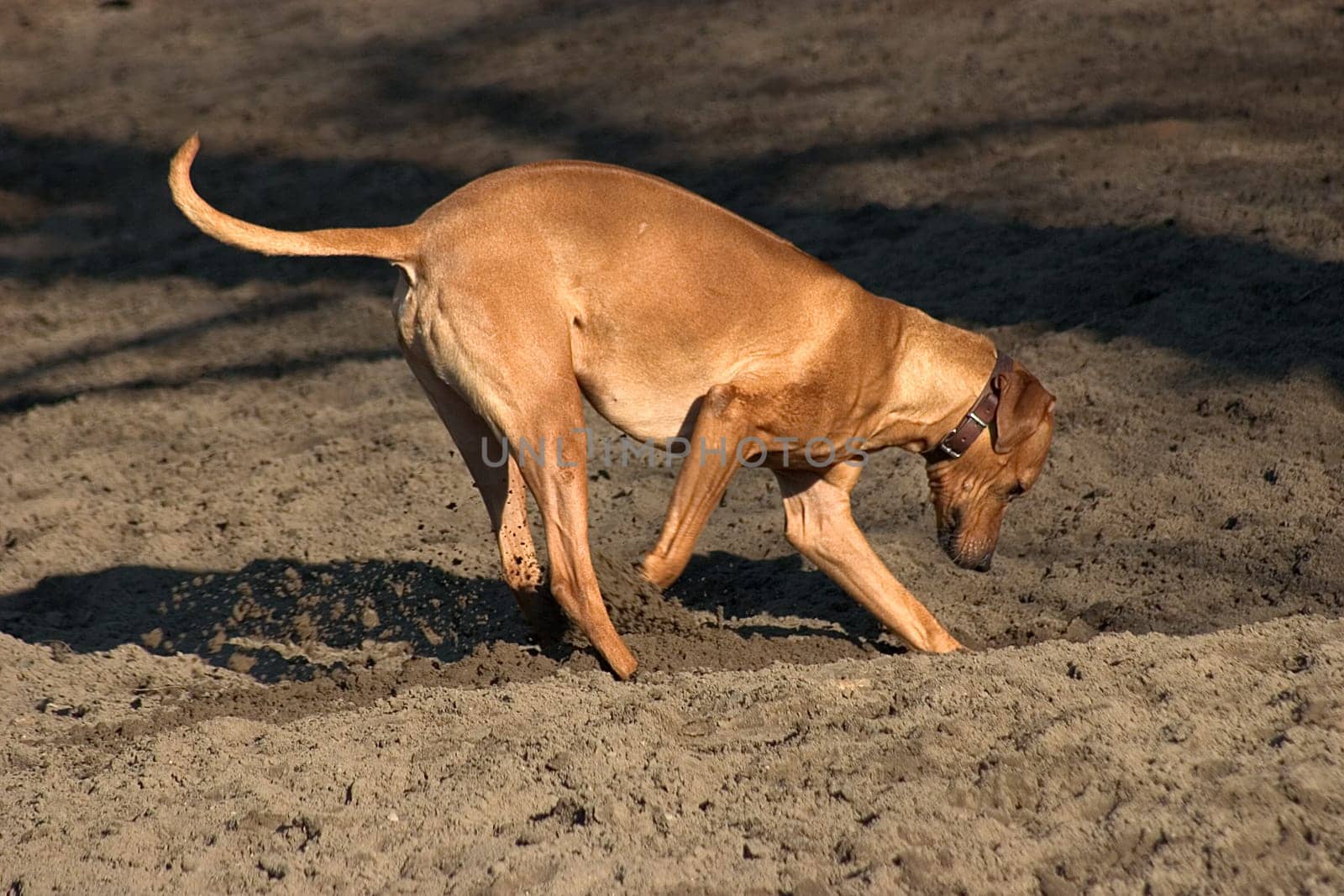 Rhodesian Ridgeback
