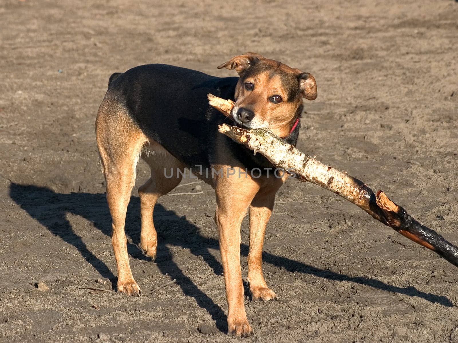 Dog with branch