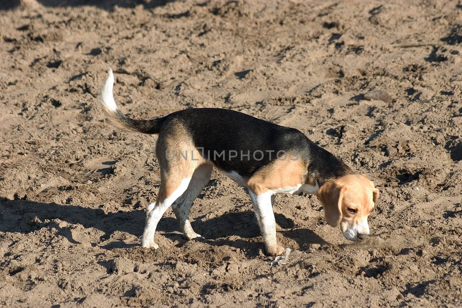 Puppy