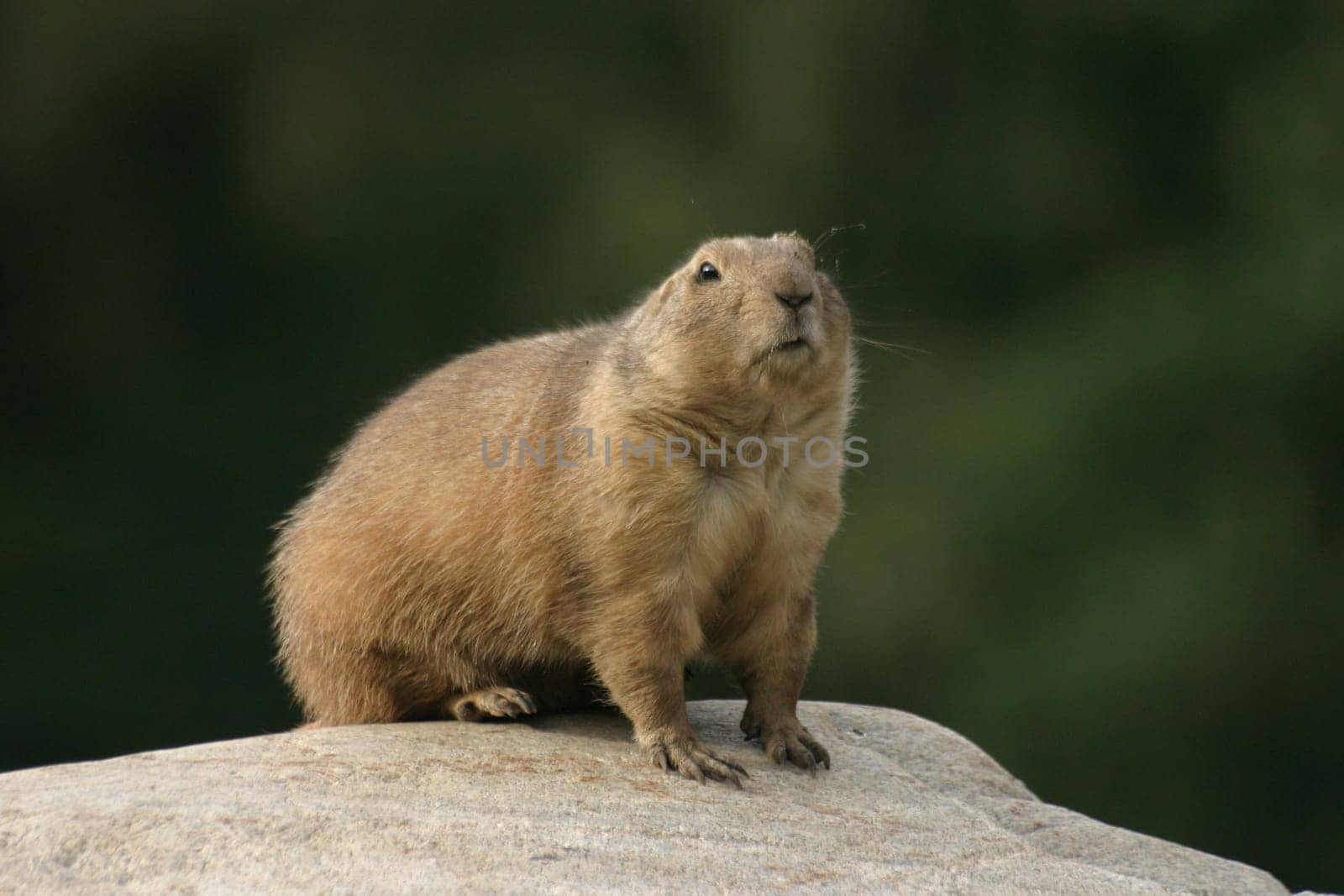 Lookout
