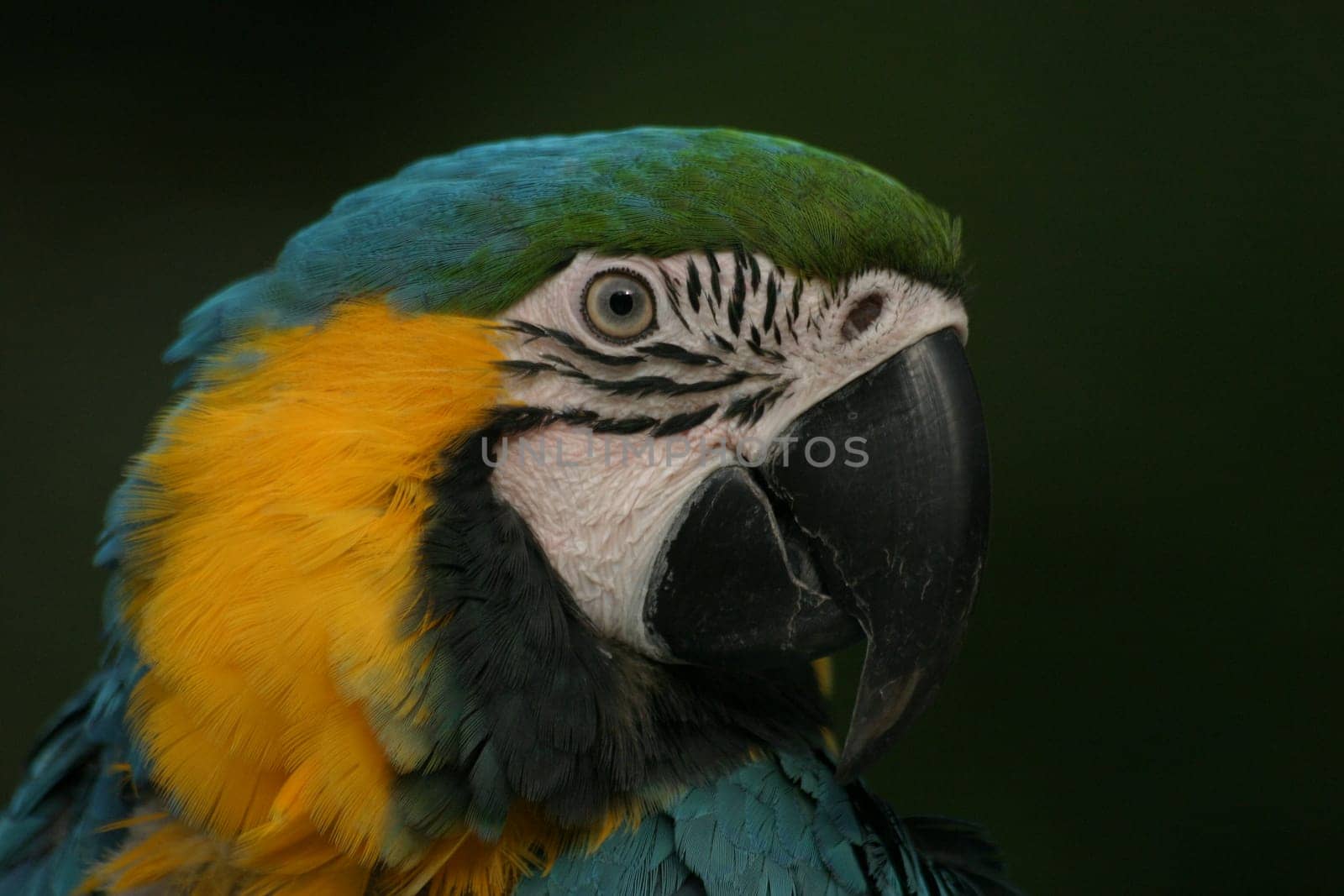 Yellow-breasted macaw (Ararauna)