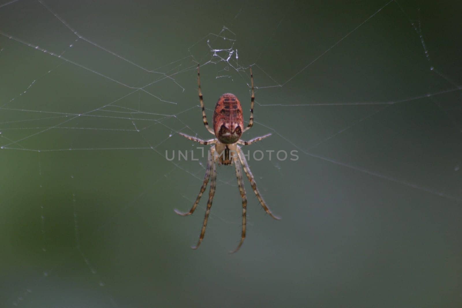 Autumn spider (Metellina segmentata)