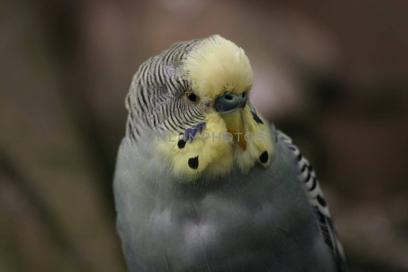 Parakeet Portrait