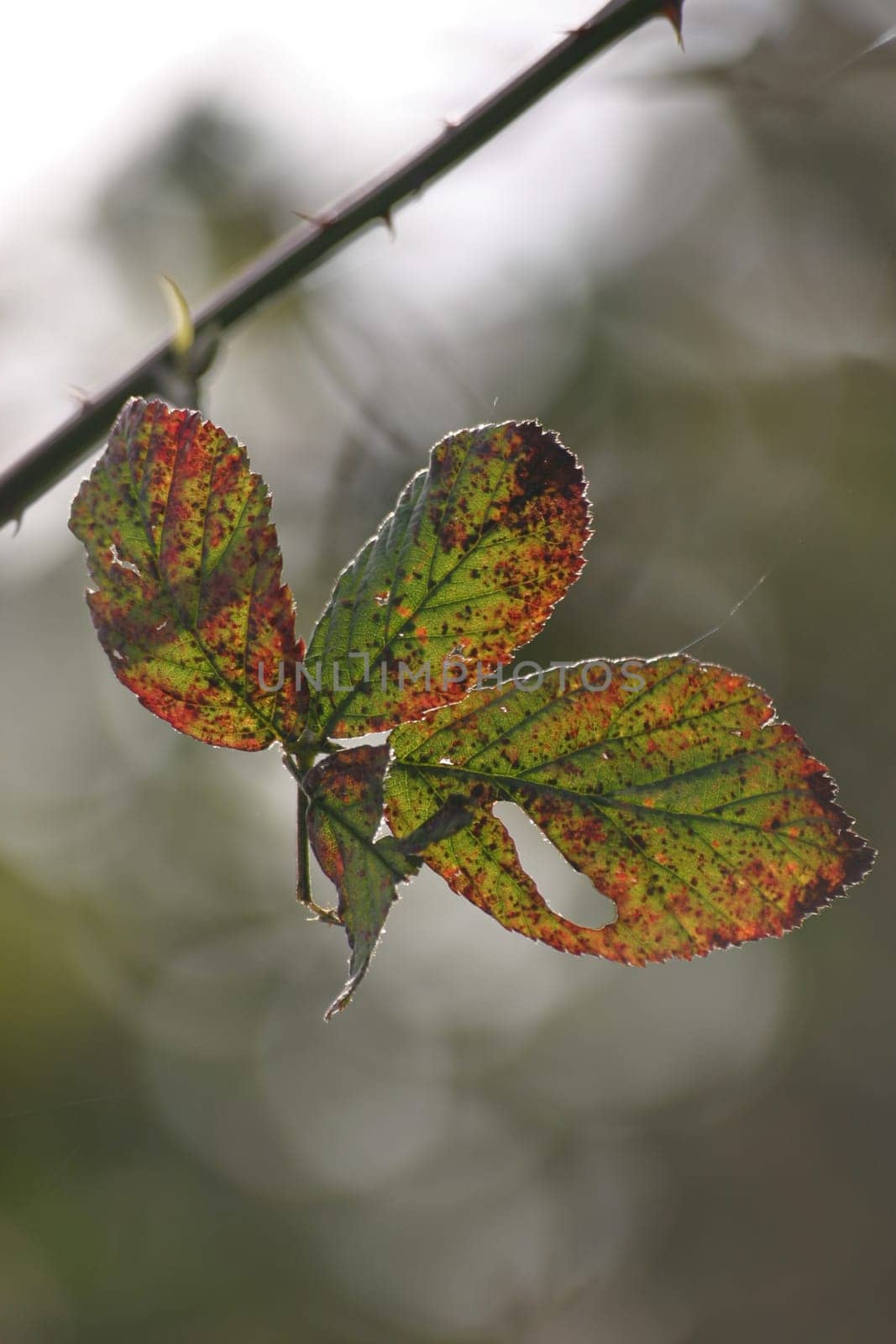 Variegated leaves