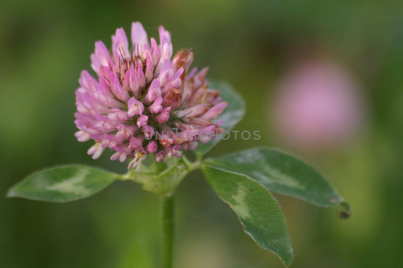 Clover with spider