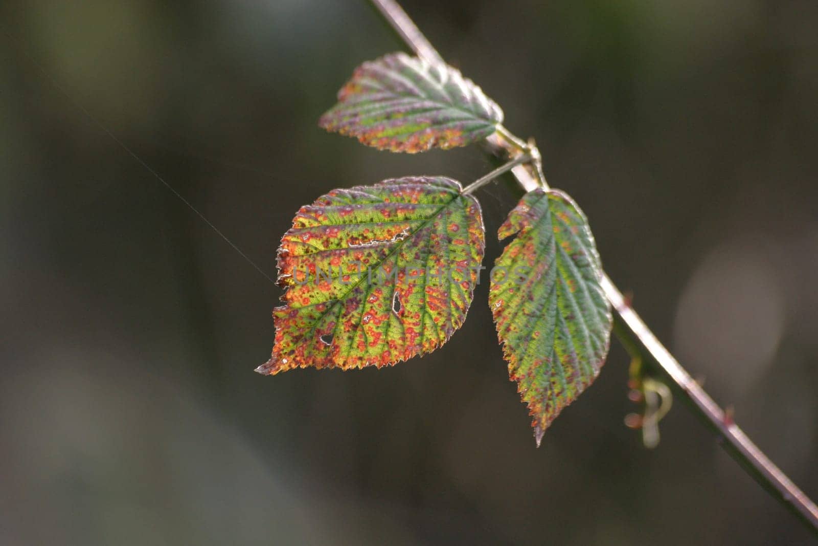 Autumn