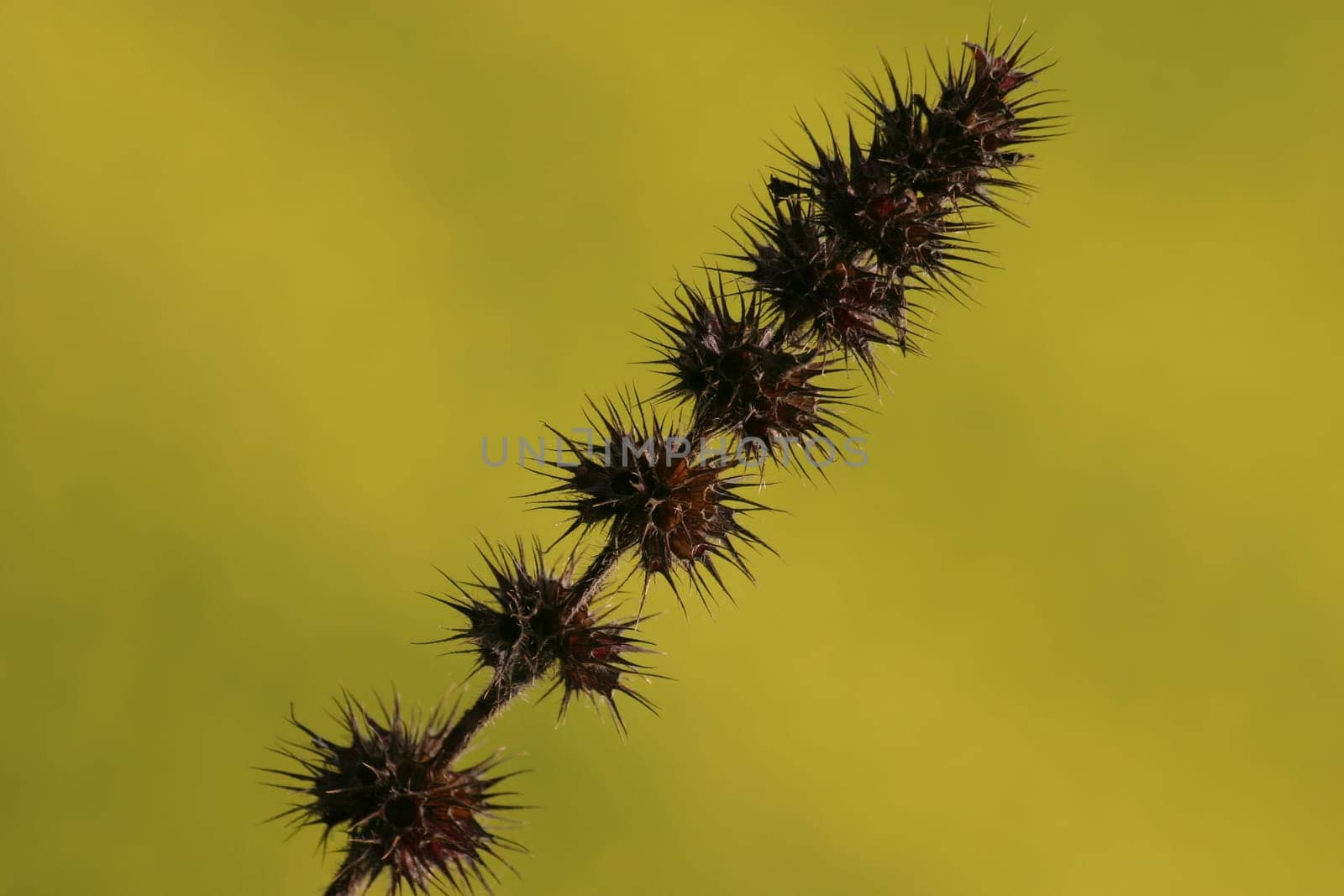 Prickly plant