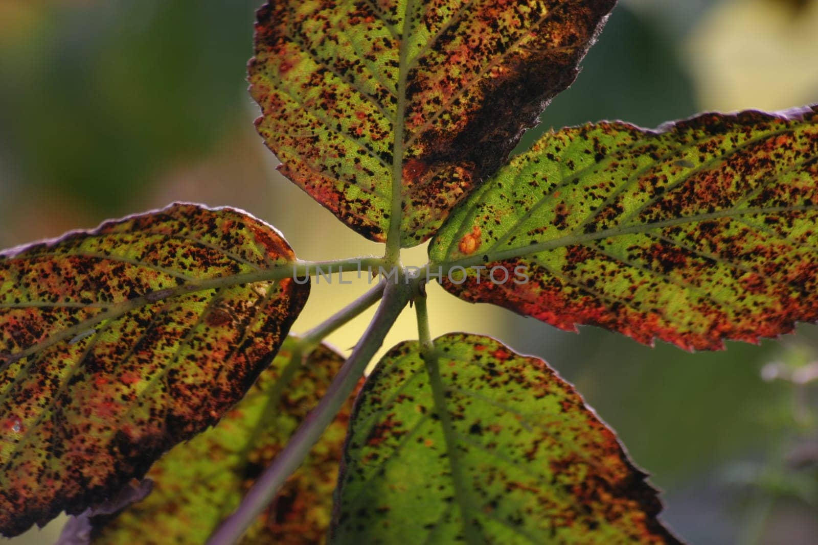(Fall foliage) or (fall leaves) or (autumn leaves)