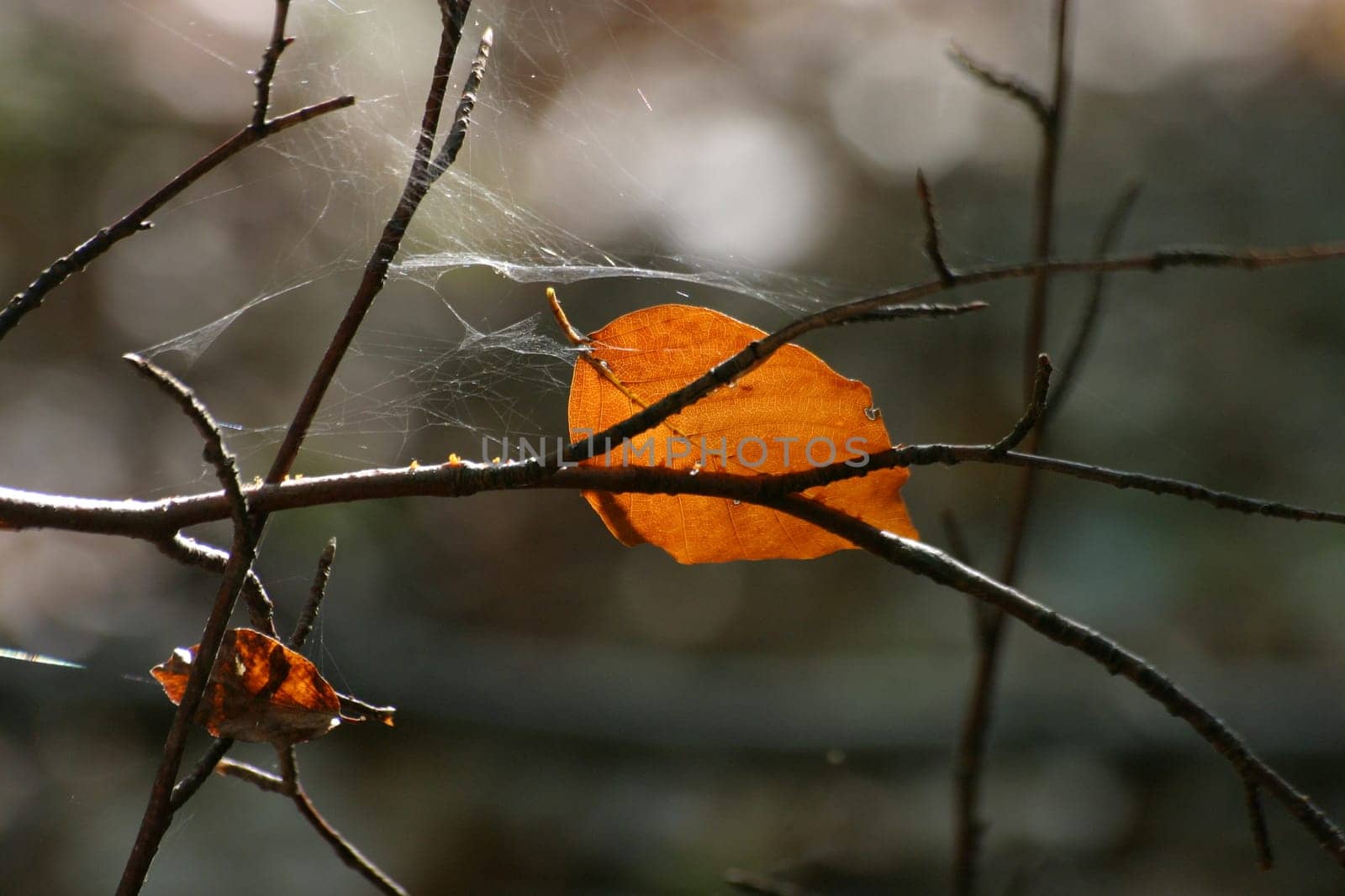 Autumn still life